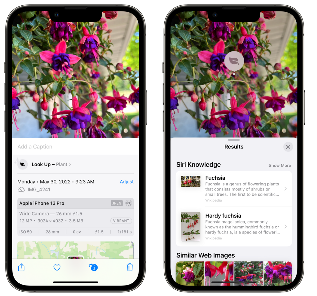 宁城苹果手机维修分享小技巧：使用 iPhone 相机识别花卉植物 